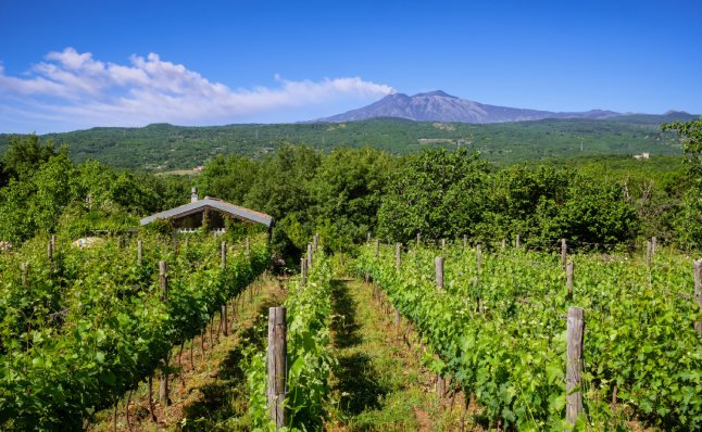 Les vins italiens et ses différents cépage