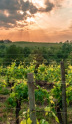 Qu’est-ce qui singularise la région vinicole du Frioul ?