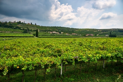 Découcrez l'appellation de prestige : Amarone della Valpolicella DOCG