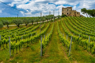 Italvin propose des vins Montepulciano d'Abruzzo DOC