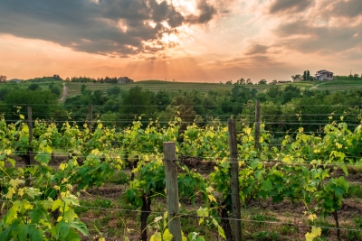 Italvin biedt tal van wijnen uit de regio Friuli aan.