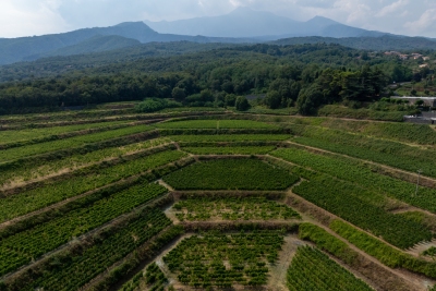 Découvrez les vins italiens issus d'un sol volcanique